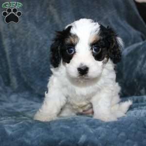Ava, Cavapoo Puppy
