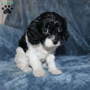 Amber, Cavapoo Puppy