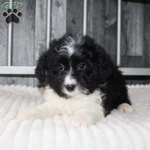 Levi, Mini Aussiedoodle Puppy