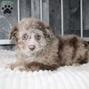 Larry, Mini Aussiedoodle Puppy