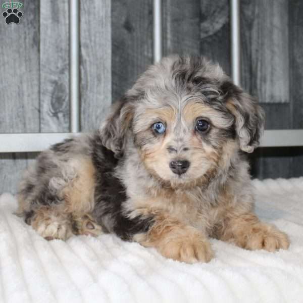 Laura, Mini Aussiedoodle Puppy