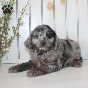 Roscoe, Cavapoo Puppy