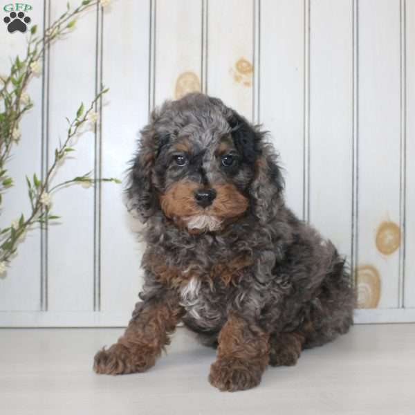 Romeo, Cavapoo Puppy