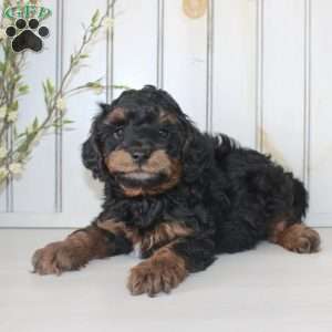 Rover, Cavapoo Puppy