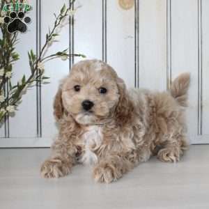 Riley, Cavapoo Puppy