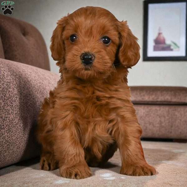 Julia, Cavapoo Puppy