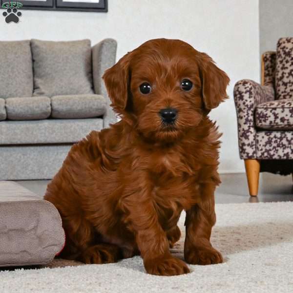Rocky, Cavapoo Puppy