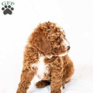 Lilac, Miniature Poodle Puppy
