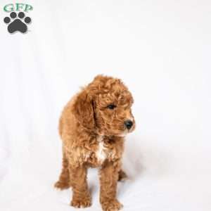 Daffodil, Miniature Poodle Puppy