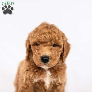 Daffodil, Miniature Poodle Puppy