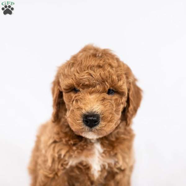 Daffodil, Miniature Poodle Puppy