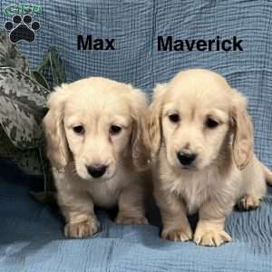 Max- mini, Dachshund Puppy