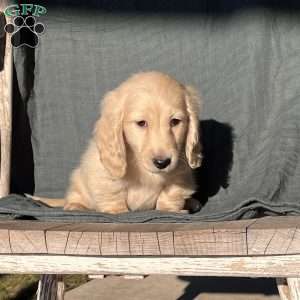 Max- mini, Dachshund Puppy