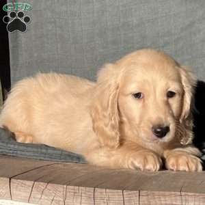 Max- mini, Dachshund Puppy