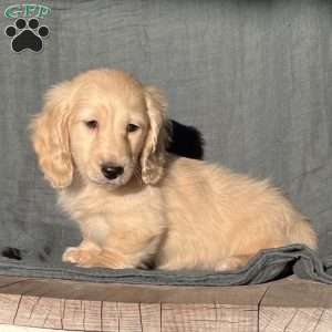 Max- mini, Dachshund Puppy