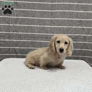 Max- mini, Dachshund Puppy