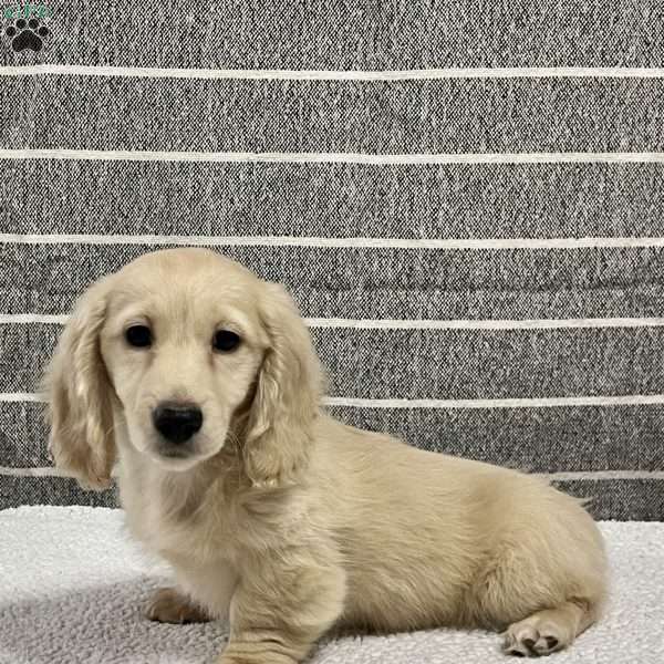 Max- mini, Dachshund Puppy