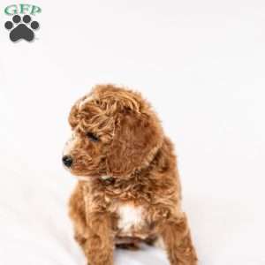 Marigold, Miniature Poodle Puppy