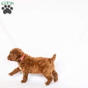 Bluebell, Miniature Poodle Puppy