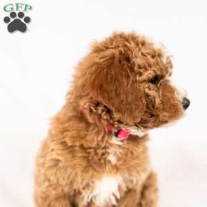April, Miniature Poodle Puppy