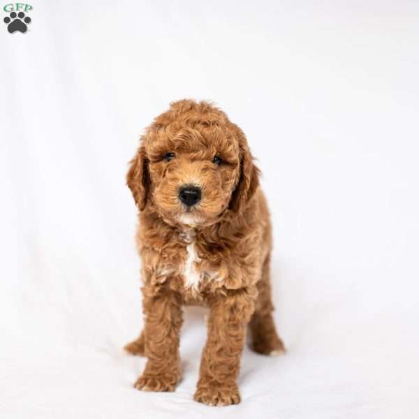 Daffodil, Miniature Poodle Puppy