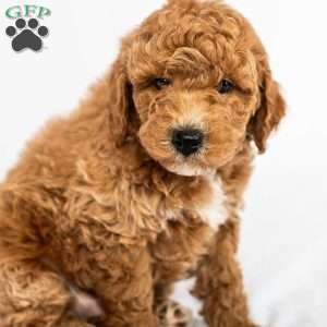 Daffodil, Miniature Poodle Puppy