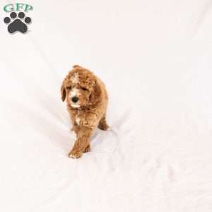 April, Miniature Poodle Puppy