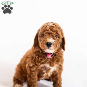 Bluebell, Miniature Poodle Puppy