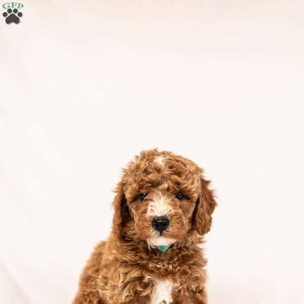 Marigold, Miniature Poodle Puppy