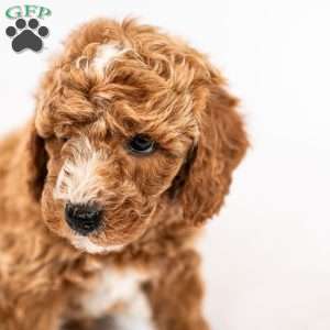 Marigold, Miniature Poodle Puppy