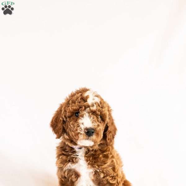Lilac, Miniature Poodle Puppy