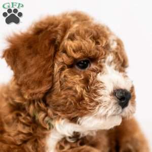 Sunny, Miniature Poodle Puppy