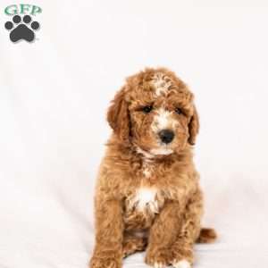 April, Miniature Poodle Puppy