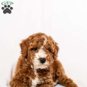 Sunny, Miniature Poodle Puppy
