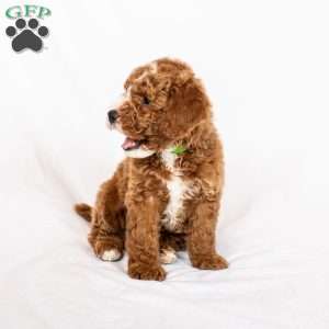 Sunny, Miniature Poodle Puppy