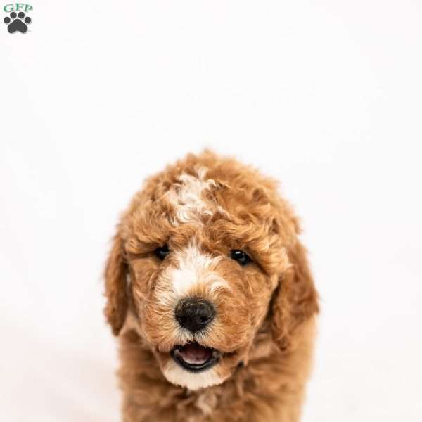 April, Miniature Poodle Puppy