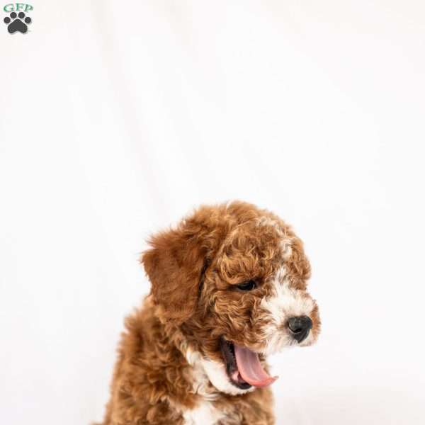 Sunny, Miniature Poodle Puppy