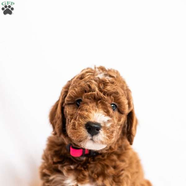 Bluebell, Miniature Poodle Puppy
