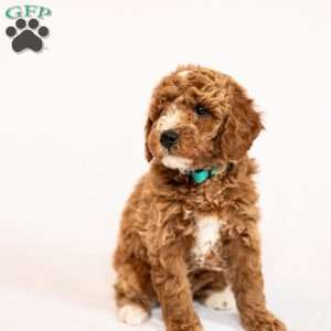Marigold, Miniature Poodle Puppy