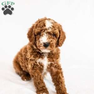 Lilac, Miniature Poodle Puppy