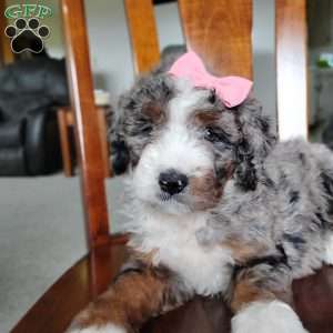 Mila, Bernedoodle Puppy