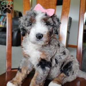 Mila, Bernedoodle Puppy