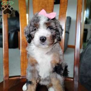 Mila, Bernedoodle Puppy
