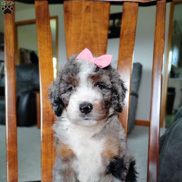 Mila, Bernedoodle Puppy