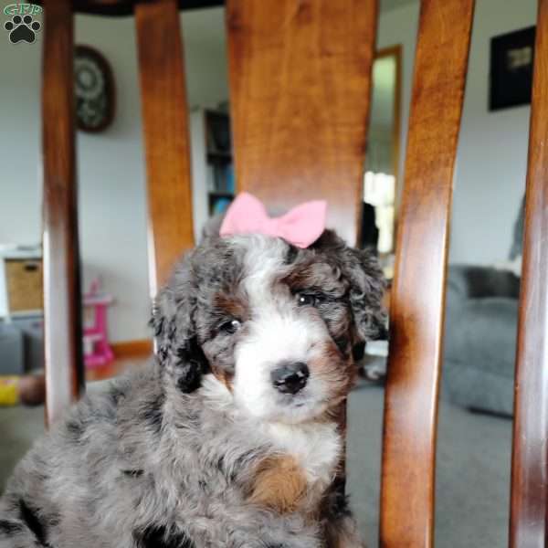 Mila, Bernedoodle Puppy