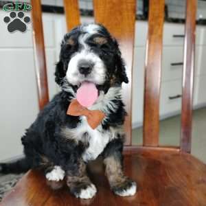 Elliot, Bernedoodle Puppy