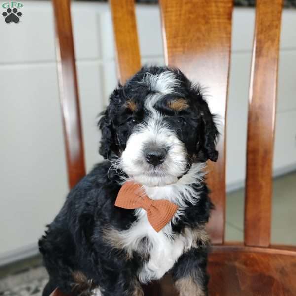 Elliot, Bernedoodle Puppy