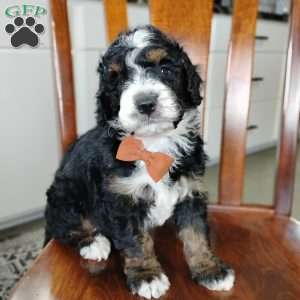 Elliot, Bernedoodle Puppy