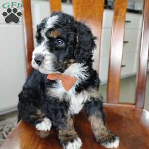 Elliot, Bernedoodle Puppy