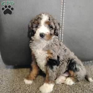 Jackson, Bernedoodle Puppy